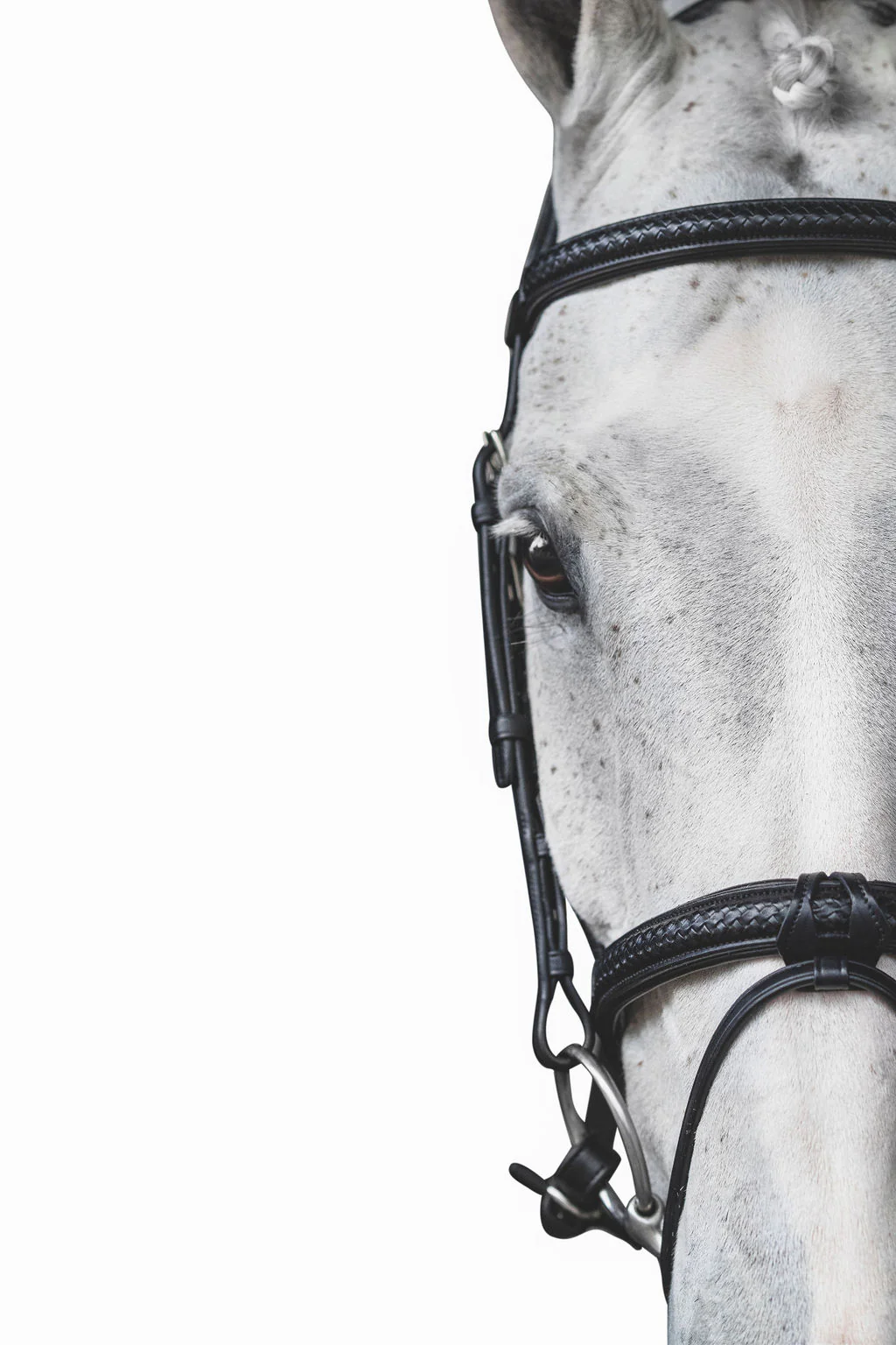 Equestrian Excellence