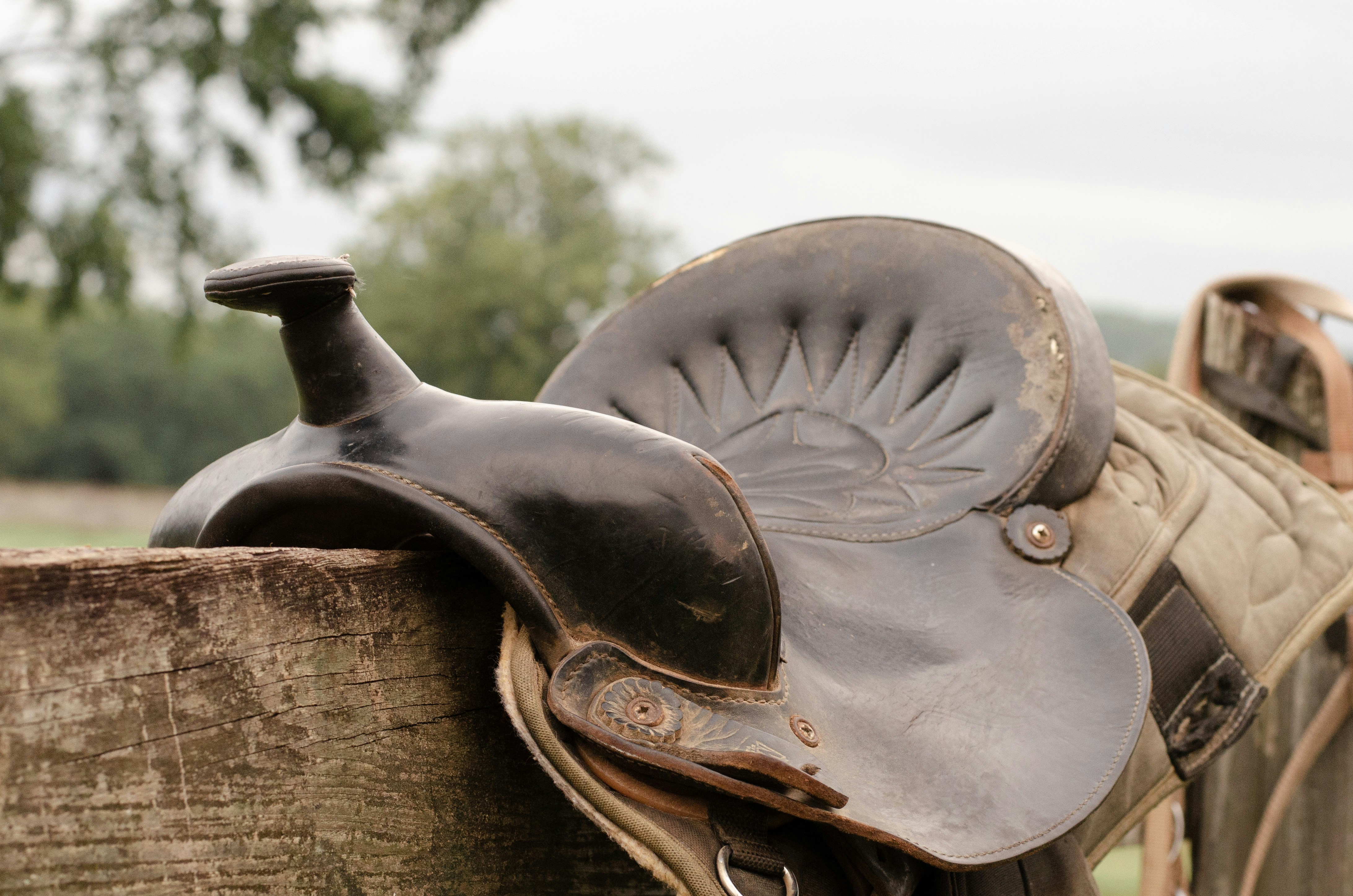Equestrian Excellence